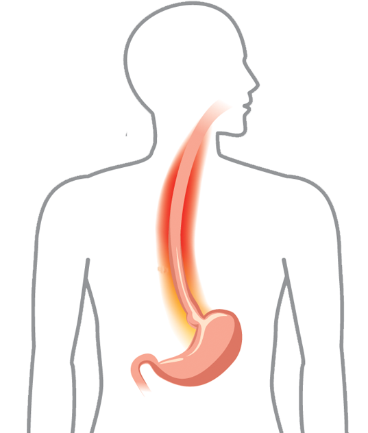 picture of gastroenterology